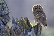 Tawny Owl - Strix aluco - adult perched on decayed birch stump. Central Highlands. Scotland. 